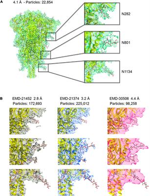 Assessing the Mobility of Severe Acute Respiratory Syndrome Coronavirus-2 Spike Protein Glycans by Structural and Computational Methods